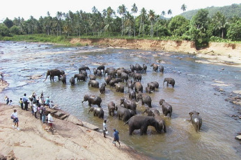 פילים בסרי לנקה