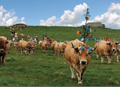 פרות מקושטות בצרפת